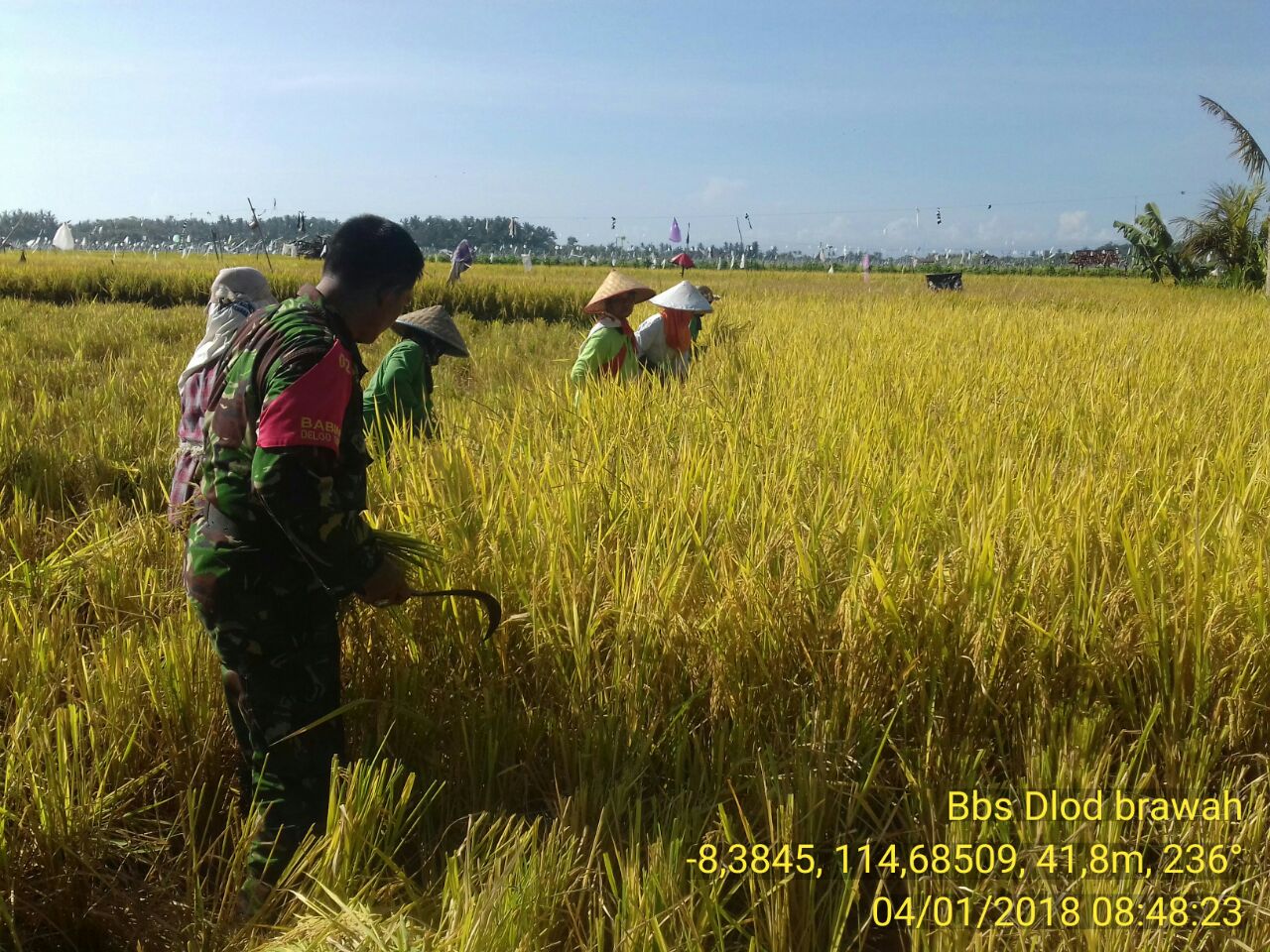 Babinsa dan Krama Subak Dlod Berawah Panen Bersama