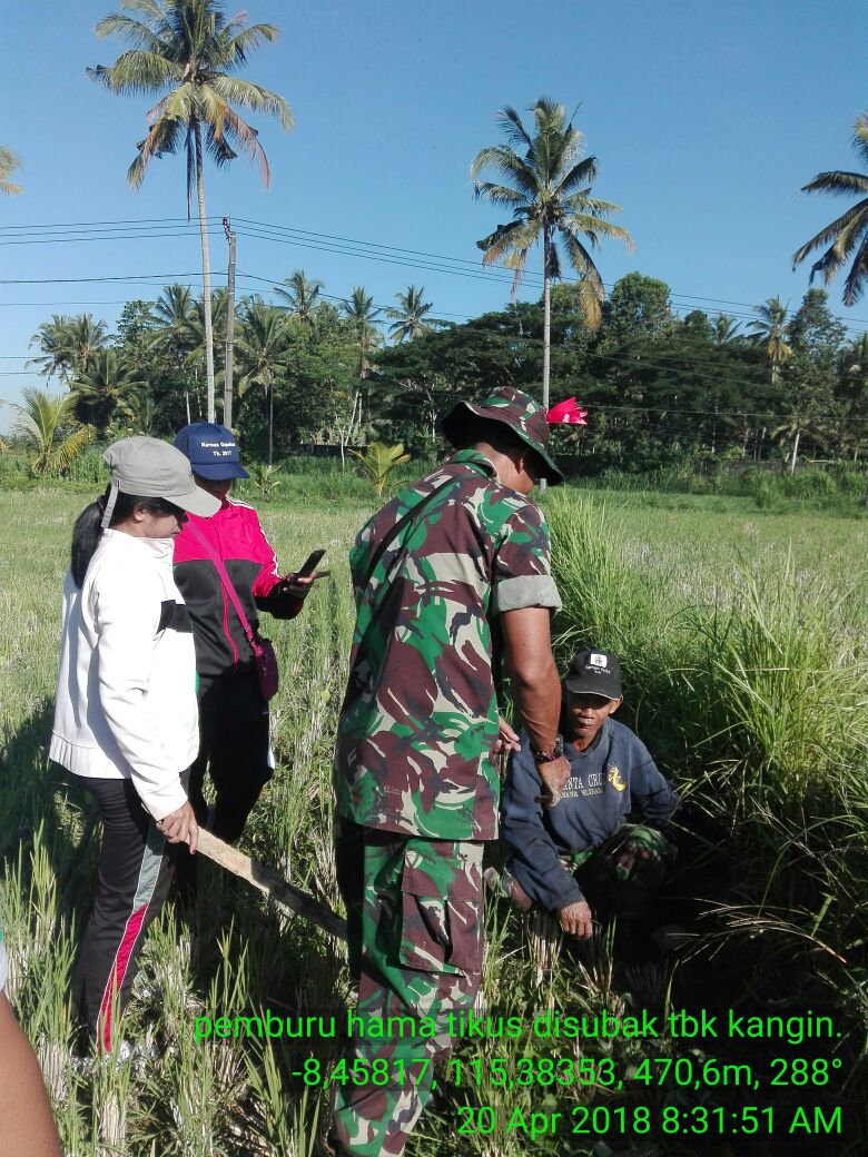 Babinsa dan Petani Subak Tembuku Berburu Tikus