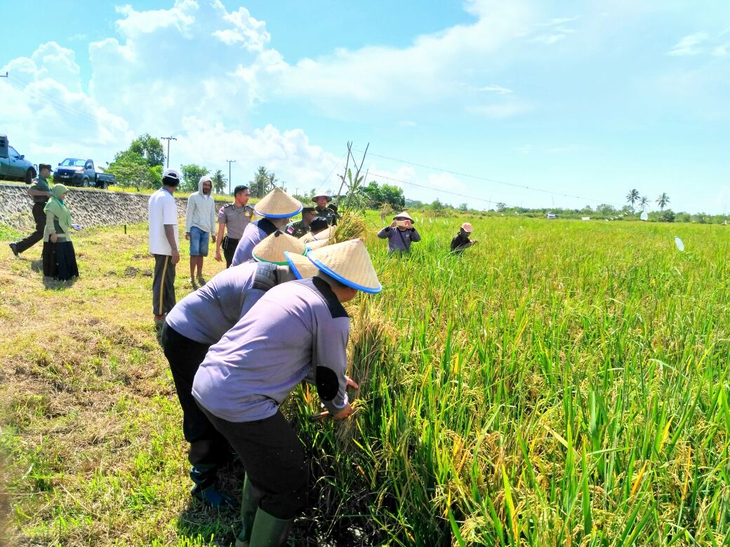 Pilot Project Kemenhan Sukses, Padi di Mansapa Panen Besar