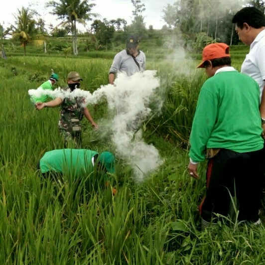 Gerakan Pengendalian OPT Tikus Untuk Pengamanan Produksi Padi Petani