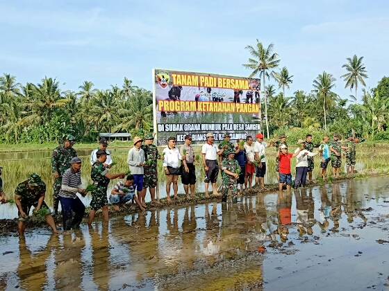Kodim Badung dan Subak Grana Tanam Padi Bersama