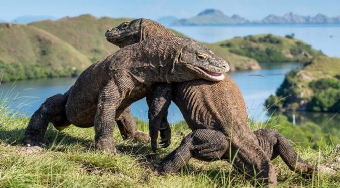 Dibalik Kemashyuran Taman Nasional Komodo