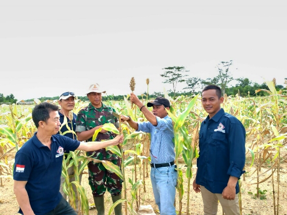 Dimotori HPI Babel, Shorgum Panen Perdana