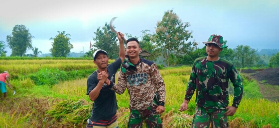 Manfaatkan Waktu, Satgas TMMD Menyempatkan Bantu Warga Panen Padi