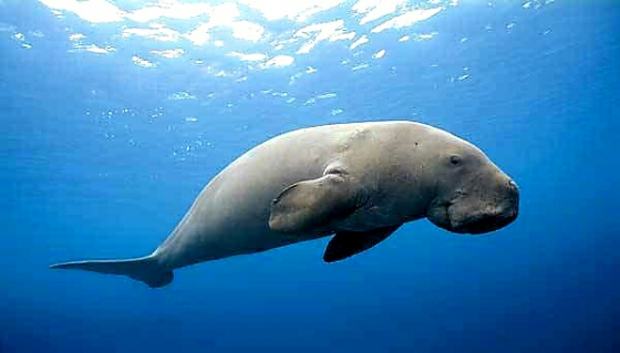Gubernur Victor Laiskodat: Festival Panggil Dugong di Alor Harus Jadi Wisata Internasional