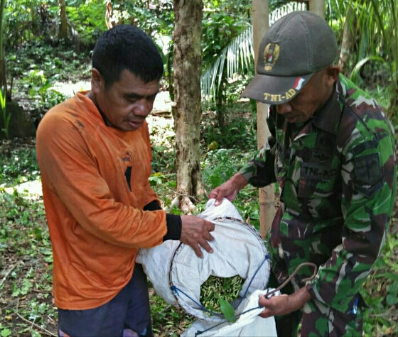Babinsa Koramil Miangas Bantu Masyarakat Petik Cengkih