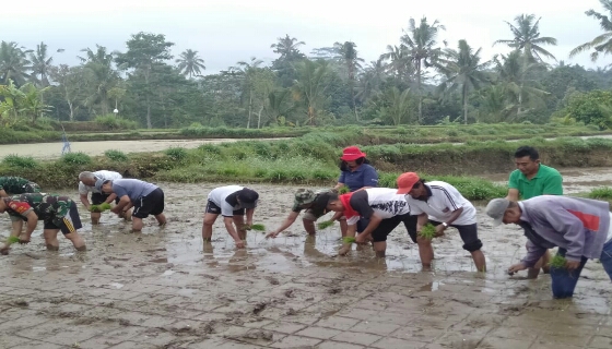 Subak Ulapan Payangan Bersama TNI Tanam Padi