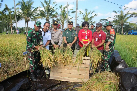 Bantu Sejahterahkan Petani, Kodim Bangli Panen Demplot