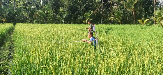 Babinsa Peduli Ketahanan Pangan, Dampingi Petani di Desa Binaan