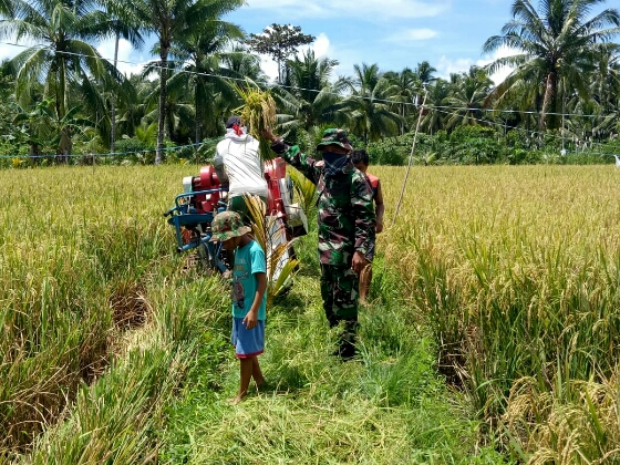 Pertahanan Wilayah Melalui Panen Bersama Warga Masyarakat Desa Ambela