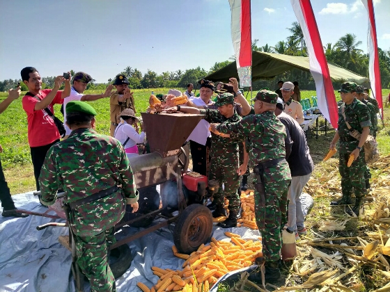 Kodim Tabanan Panen Jagung Sawah Demplot