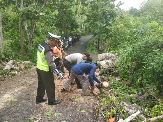 Pohon Tumbang Lumpuhkan Akses Jalan, Ini yang Dilakukan Personil Sat Lantas Polres Klungkung