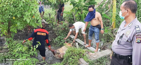 Polisi dan Masyarakat Kubur Bangkai Babi yang Dibuang di Sungai Subak Umalas, Canggu
