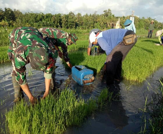 Kodim Jembrana Tanam Padi di Lahan Demplot Milik Warga Binaan