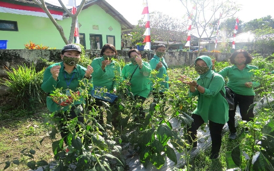 Kodim Klungkung dan Persit Panen Sayur dan Cabai