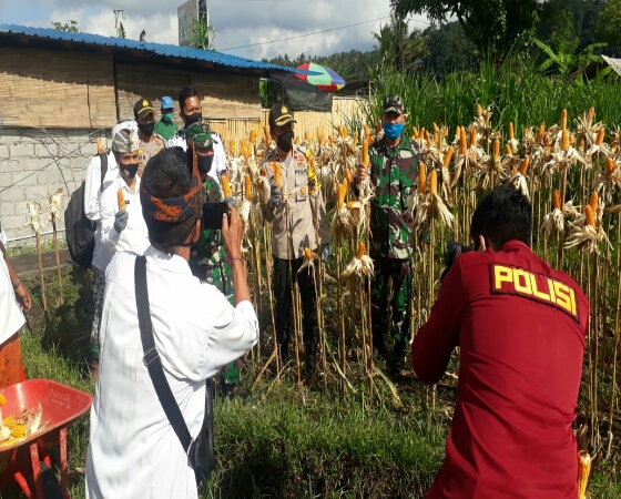 Dandim Karangasem Hadiri Panen Perdana Jagung Hibrida Demplot Baja Tani