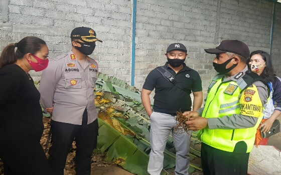 Ketahanan Pangan di Tengah Pandemi, Kapolres Bangli Pantau Langsung Budi Daya Jahe di Susut