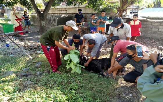 Rayakan Idul Adha 1441 H Dandim Karangasem Sembelih 2 Ekor Kambing