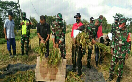 Kodim Bangli Panen Padi Lahan Demplot di Subak Tingkadbatu-Jehem, Tembuku