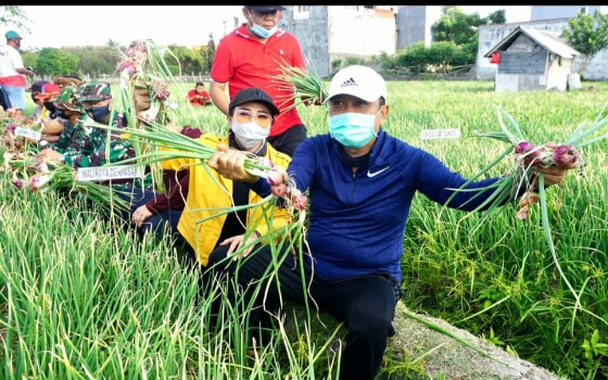 Rai Mantra Panen Perdana Bawang Merah Super Philip Di Sidakarya, Berharap Inovasi Ini Diikuti Desa Desa Lainnya
