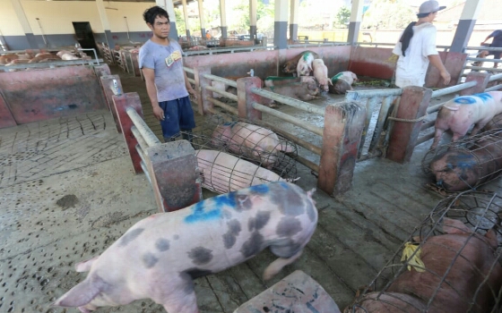 Nampah’ Jelang Galungan Wajib Terapkan Protokol Kesehatan Pastikan Kesehatan Hewan dan Daging, Sarankan Pemotongan di RPH