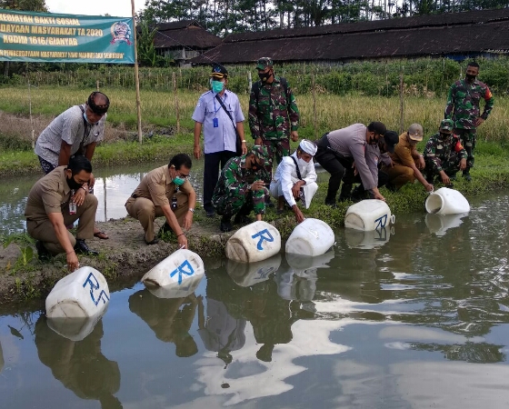 Bakti Sosial Kodim Gianyar Di Lingkungan Batur Sari Tebar 40 Ribu Ikan Lele