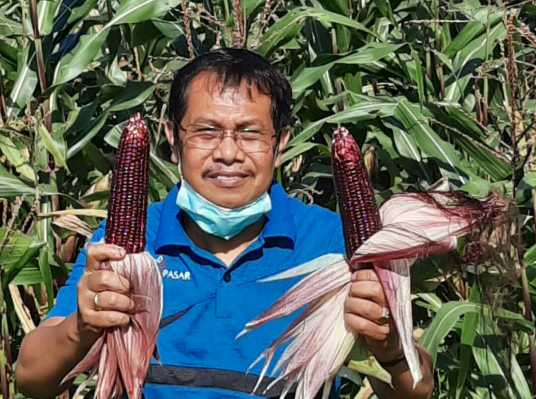 Distan Denpasar Panen Perdana Jagung Ketan Hitam, Waktu Pertumbuhan Singkat, 1 Hektar Hasilkan 17 Ton