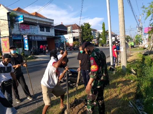 Percantik Wajah Lingkungan, Kelurahan Panjer Tanam Tabebuya Di Sejumlah Titik