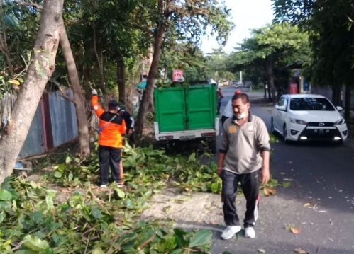 Cegah Terjadi Kecelakaan Pengguna Jalan, Desa Sumerta Kelod Laksanakan Perompesan Pohon Perindang