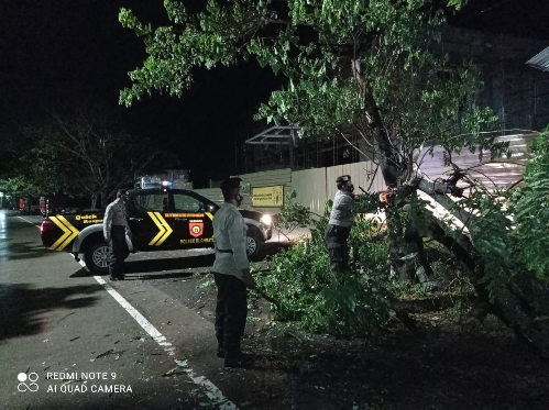 Pohon Tumbang di Jalan Prof Mantra, Polsek Blahbatuh Kerahkan Anggota