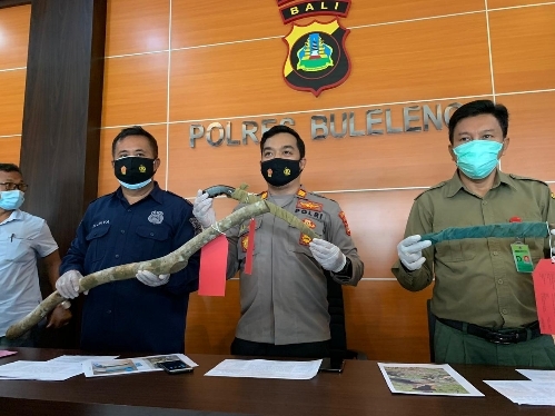 Polres Buleleng Tangkap Pelaku Illegal Loging Khusus Kayu Pait 