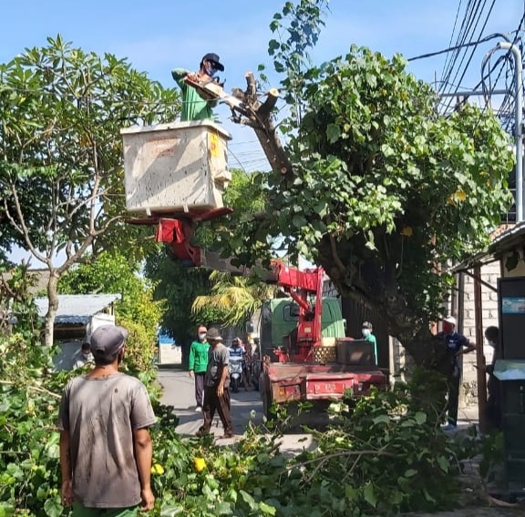 Ganggu Akses Jalan, Pohon Waru Di Jalan Subak Dalem Ditebang