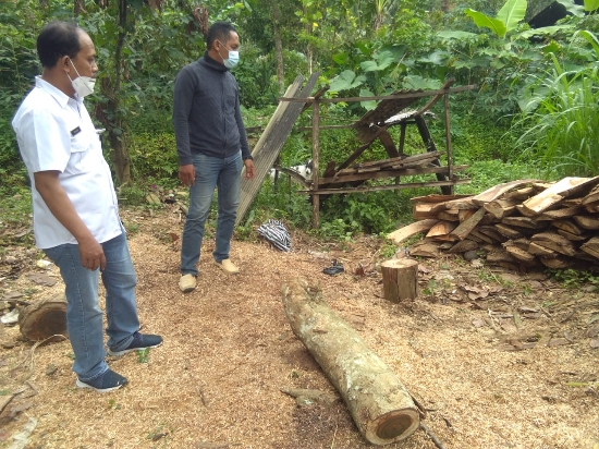 Polsek Tejakula Berhasil Amankan Terduga Penebangan Pohon Sonokling