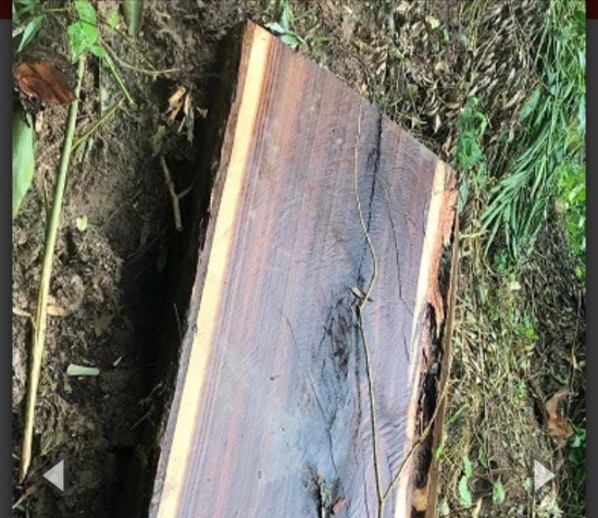 LSM Desak KPH Kuningan Tangkap Pelaku Illegal Logging Hutan Gunung Bayu
