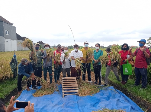 Pemkot Denpasar dan ALC Inisiasi Pertanian Ramah Lingkungan di Subak Lungatad, Produksi Padi Capai 10,5 Ton/Hektar