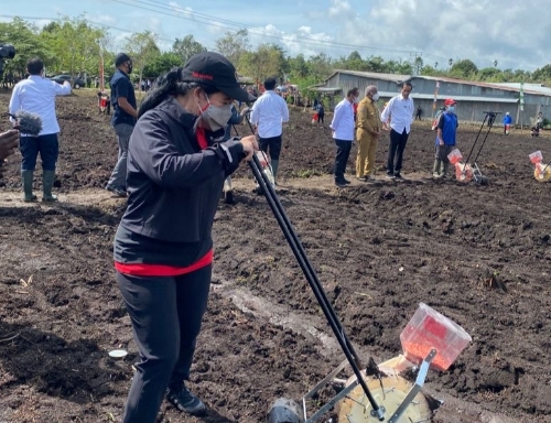 Puan Tanam dan Makan Jagung Bareng Jokowi di Sorong Papua
