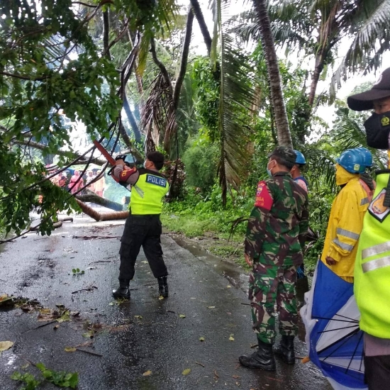 Cuaca Ekstrim Terjadi Pohon Tumbang, Polsek Ubud Terjunkan Tim Siaga Bencana