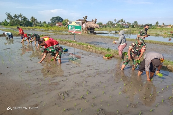 Ketahanan Pangan di Masa Pandemi, Bhabinkamtibmas Buruan Blahbatuh Ikuti Tanam Padi Inpari 32