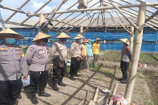 Perkuat Ketahanan Pangan, Polsek Abiansemal Lakukan Pemupukan Tanaman Jagung