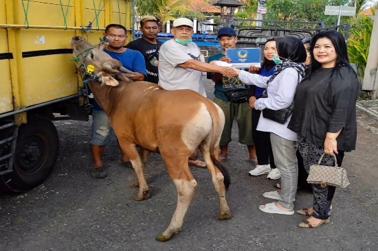 Ucapkan Selamat Idul Adha, DPW Garnita Malahayati NasDem Provinsi Bali Serahkan Bantuan Hewan Kurban: Tangguh, Peduli, Penuh Kasih