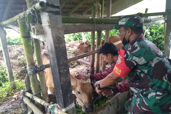 Babinsa bersama Satgas PMK Kecamatan Gianyar Sasar Desa Sumita untuk Vaksin Hewan Ternak