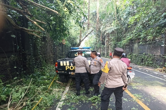 Akses Jalan Tertutup, Polsek Ubud gerak Cepat Bersihkan Pohon Tumbang