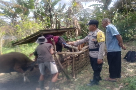 TNI-Polri Atensi Kegiatan Pelaksanaan Vaksin PMK Tahap 3 di Desa Taro