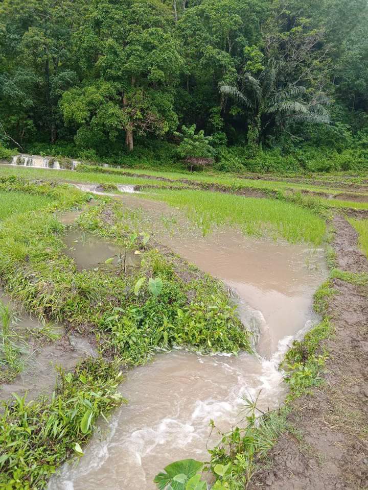 Sawah Milik Warga Desa Nggilat Terendam Banjir, Petani Terancam Gagal Panen