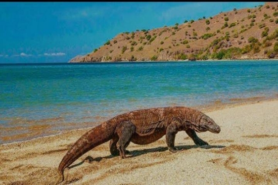 Tingkatkan Pelayanan di TNK, Sejumlah Asosiasi Wisata Bantu KSOP Seperangkat Radio Komunikasi