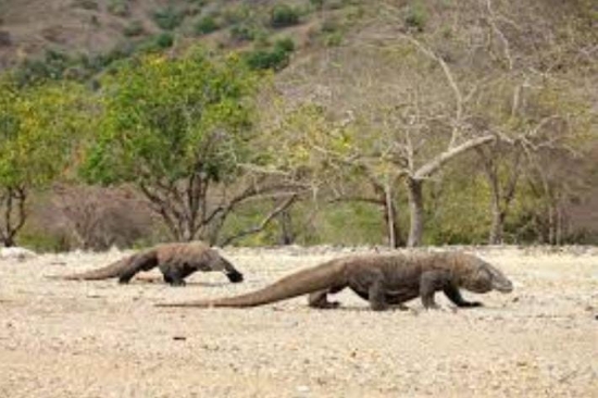 Pemberdayaan Masyarakat Lokal, PT. Flobamor Pekerjakan Naturalisasi Guide Asal Komodo