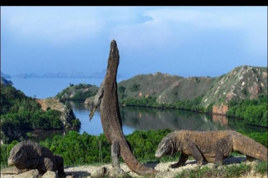 Inilah Aplikasi Baru bagi Pengunjung yang Masuk Kawasan BTNK