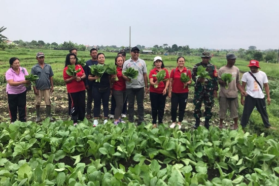 Upaya Tekan Inflasi, Kelurahan Peguyangan Panen Aneka Sayuran di Subak Sembung