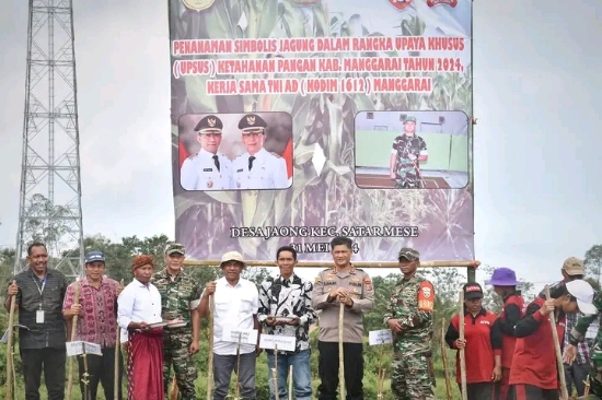 Bupati Manggarai Tanam Secara Simbolis Jagung Hibrida, Ini Tujuannya