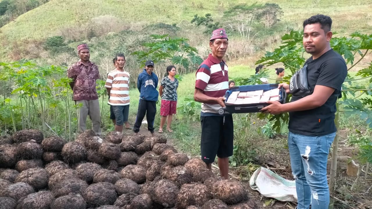 Petani Porang di Kampung Lando Manggarai Timur Terima Uang Miliaran Rupiah dari Hasil Tanaman Porang